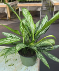 6" Aglaonema Silver Queen